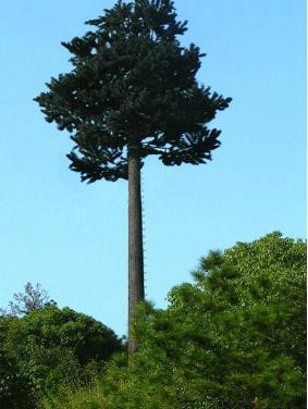 邢臺仿生樹避雷塔生產(chǎn)廠家