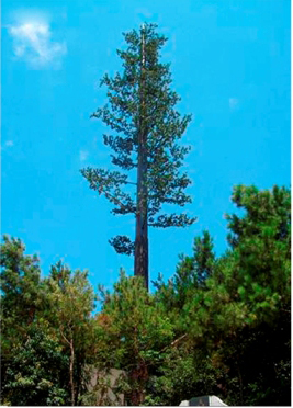 通訊仿生樹(shù)塔